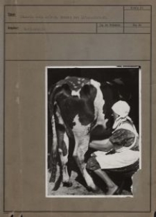 Bäuerin beim Melken : Rombin bei Litzmannstadt