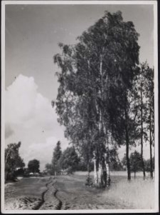 Grünberg b. Litzmannstadt : Birken am Sandweg