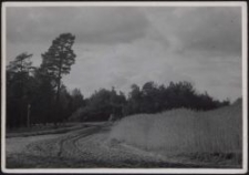 Hochweiler : Roggenfeld am Walde