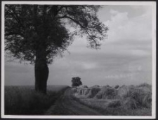 Landschaft bei Litzmannstadt : Garbenfeld