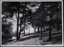 Rombin : Kiefernwald