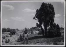 Wacholderlandschaft bei Wilhelmswald